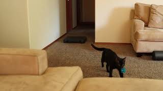 Chausie Cat Plays Fetch! by Meow 175 views 3 years ago 7 minutes, 50 seconds