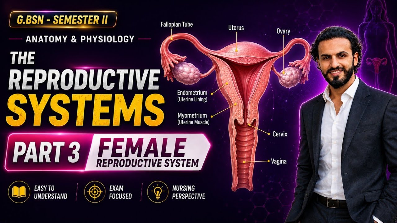 Reproductive System Explained L3:Female Reproductive System | Complete Parts & Functions Explained ...