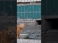 Cats' Secret Talents Revealed! 🐱😎 || Check description for more info.