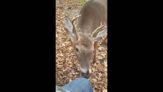 Incredible moment deer approaches and nuzzles hunters in Ohio by Newsflare Viral 3,057 views 1 year ago 6 minutes, 58 seconds