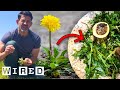 How To Turn Garden Weeds Into Delicious Meals | Basic Instincts | WIRED