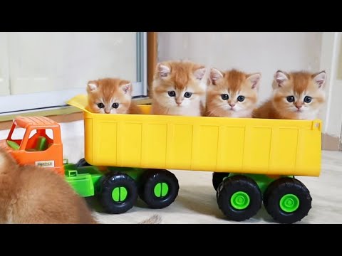 test-drive-from-kittens-🐈🚗-too-cute-compilation
