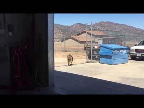 funny-shop-dog-goes-crazy-spinning-in-circles