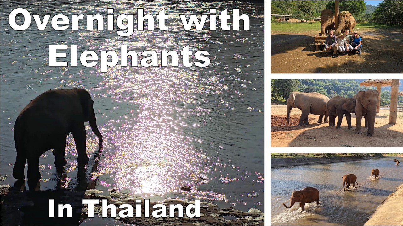 Overnight With Elephants at Elephant Nature Park, Thailand