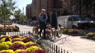 A Small Business With a Pack of Dogs