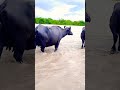 Buffalo Ka Super Videos Shorts Viral Buffalo 