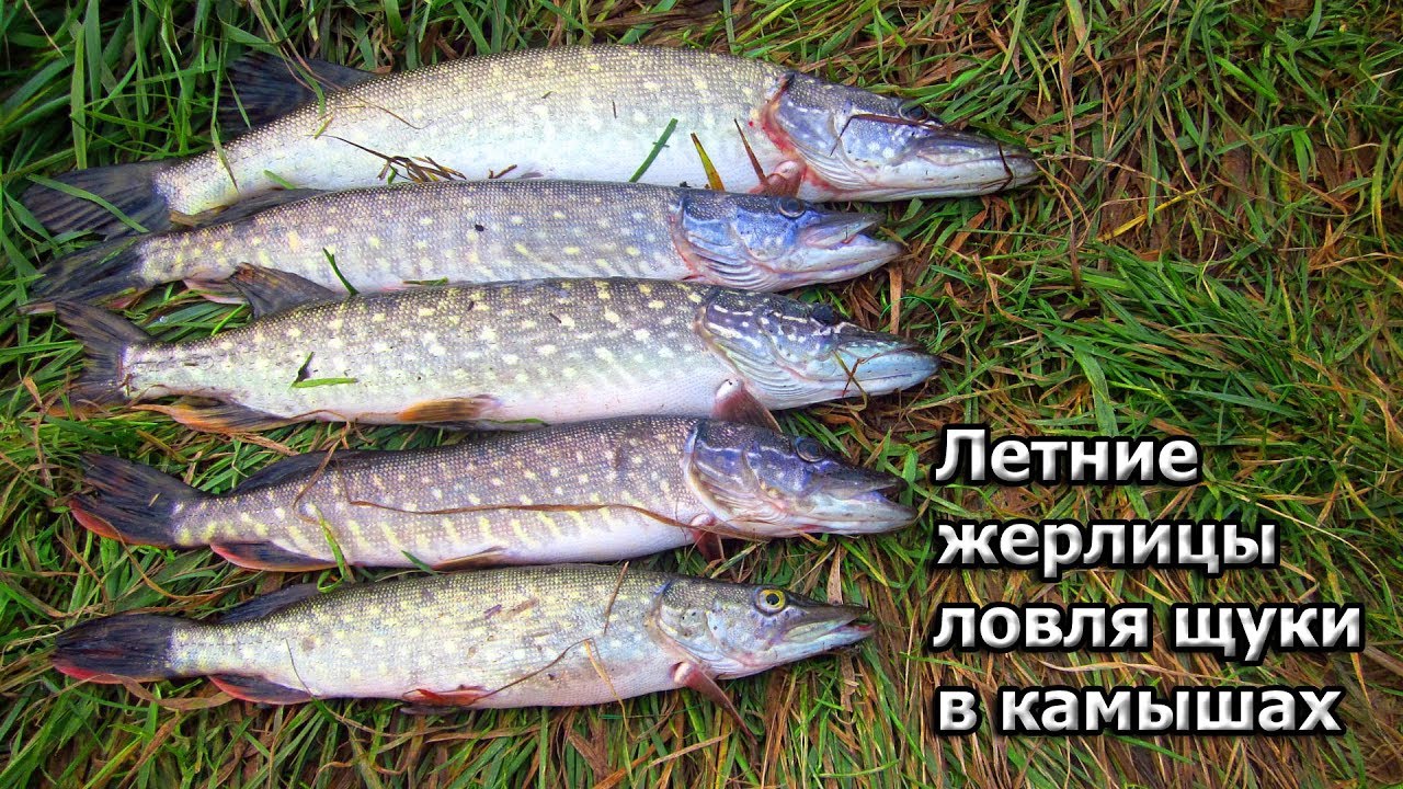 Летние жерлицы. Ловля щуки в зарослях камыша - YouTube