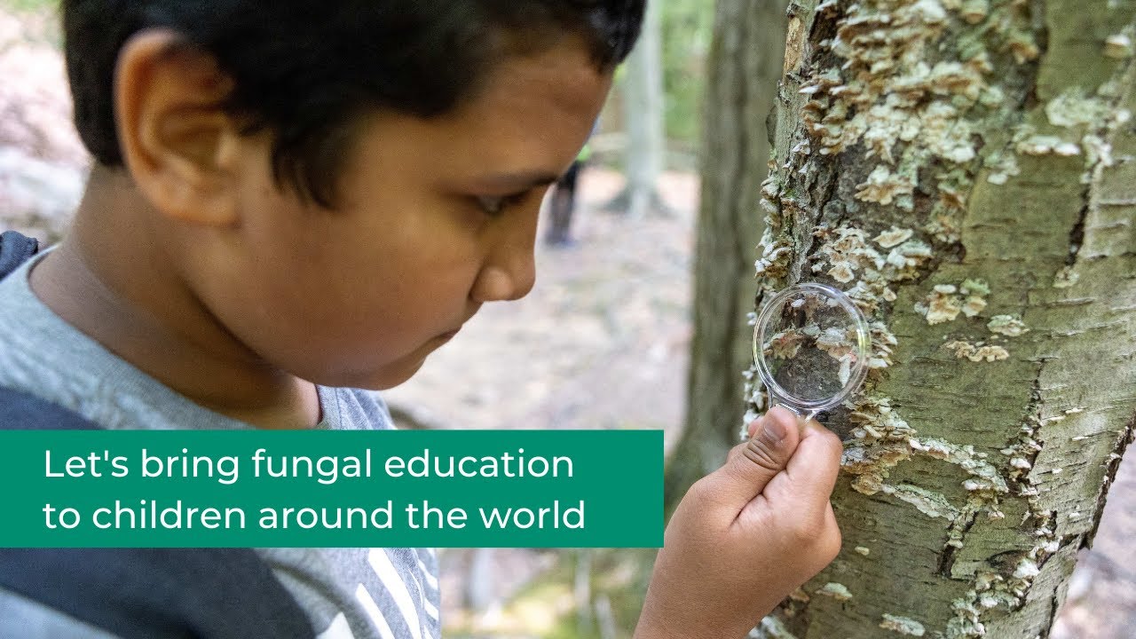 Welcome to Fungi Education by the Fungi Foundation