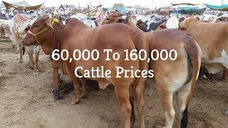 Cow Mandi 2017 | Karachi Sohrab Goth Mandi 2017 Video 10