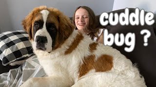 Funny Big Dogs Thinking They Are Lap Dogs  Saint Bernards: True Gentle Giants