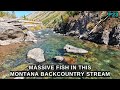 The most amazing stream youll ever see  loaded with massive fish  p23