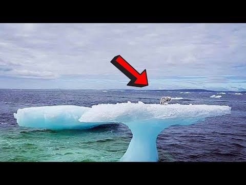 Vissers Dachten dat ze een Zeehond Zagen op een IJsberg. Ontdek wat Het eigenlijk was!