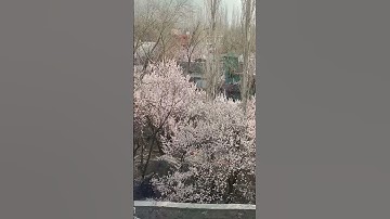 Thumbnail of Apricot flower 🌷🌹 Spring 2025