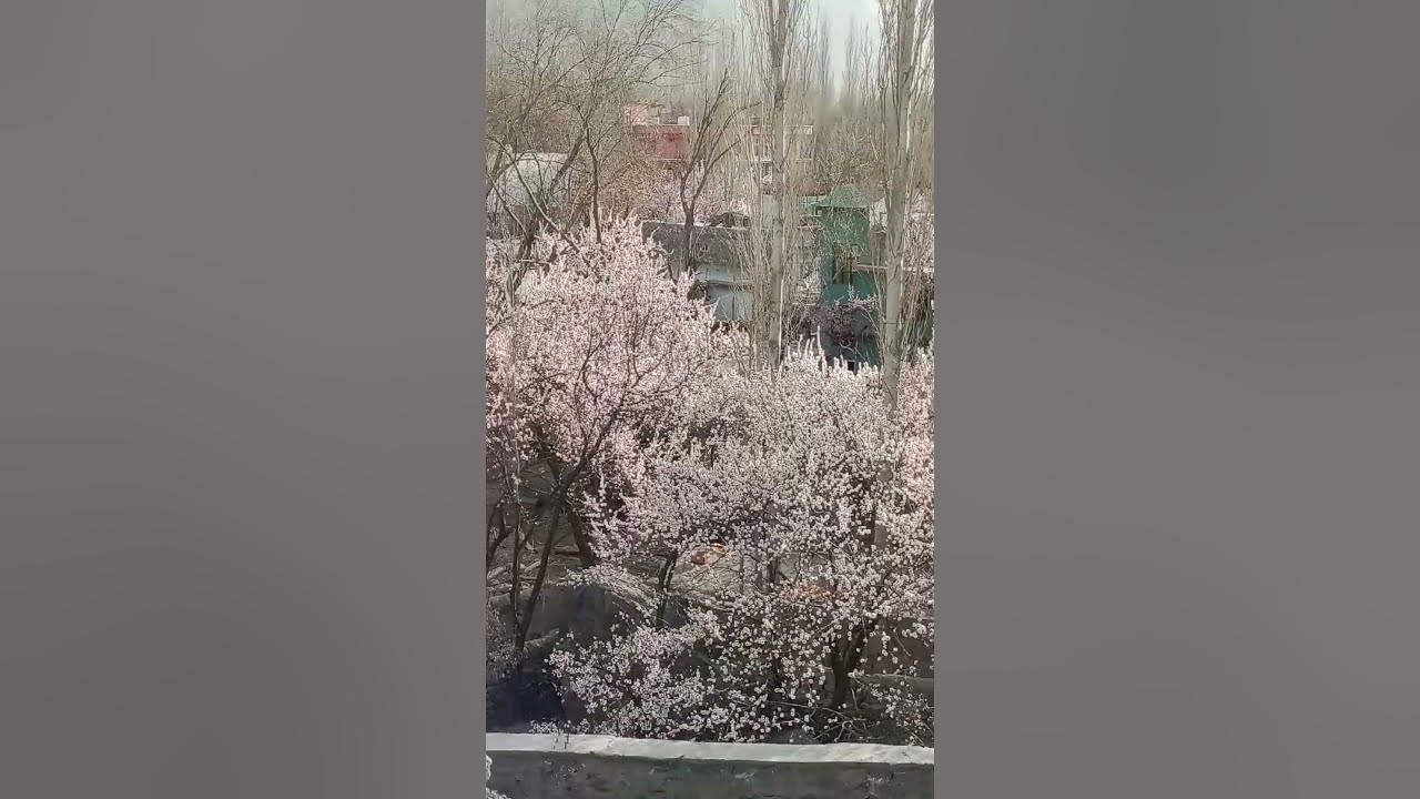 Apricot flower 🌷🌹 Spring 2025