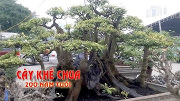 Cây khế cổ 200 năm tuổi tại hội chợ triển lãm từ liêm 2018 | Bonsai VP