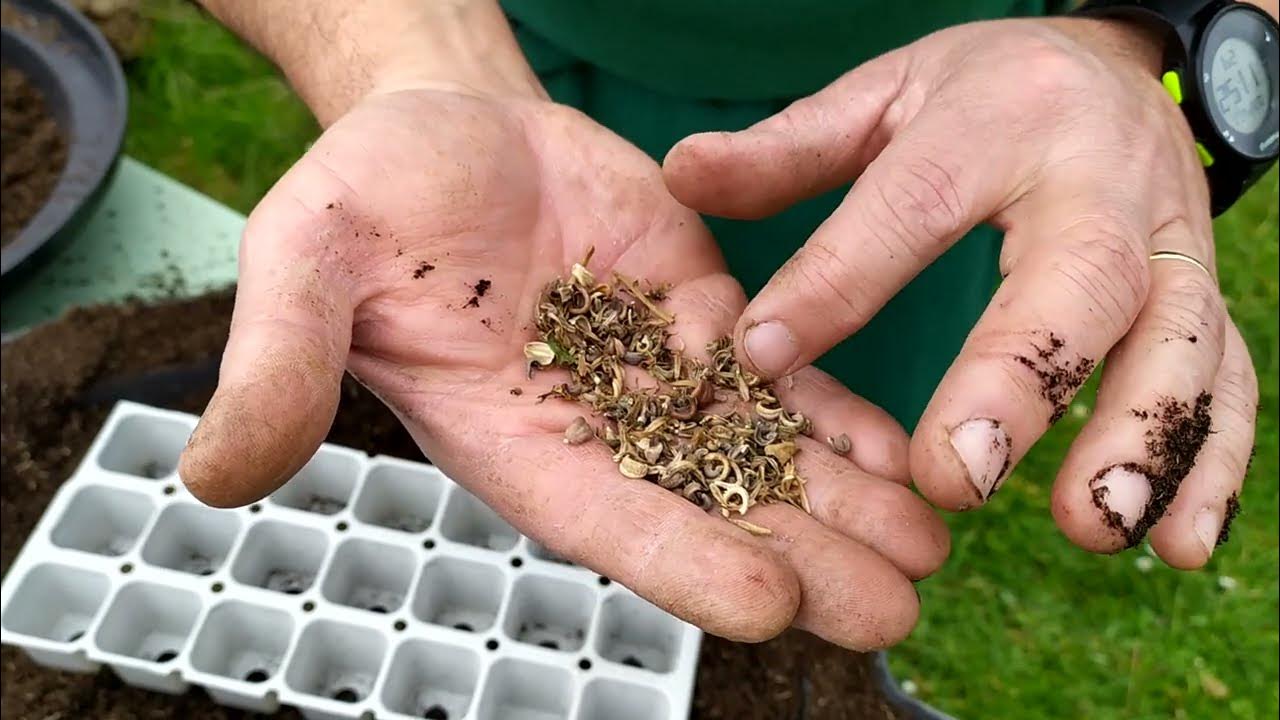 semis de soucis fleurs comestibles,médicinales, mellifères fleurir son potager à pas