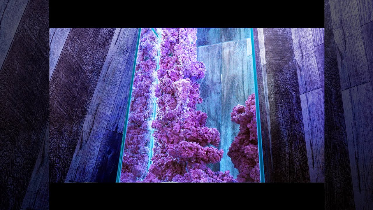 海水魚 ゼンスイtegaru 2と自作スキマーで同種混泳用海藻水槽を立ち上げる 15ℓの水槽で小型ヤッコペアリング作戦 13 Youtube 海水魚 ゼンスイtegaru 2と自作スキマーで同種混泳用海藻水槽を立ち上げる 15ℓの水槽で小型ヤッコペアリング作戦 13 Youtube