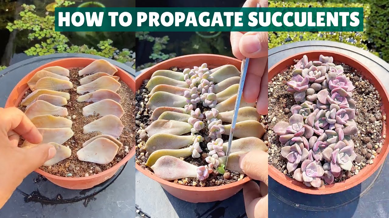 How I Propagate My Succulents| 🪴 Succulent Garden| 多肉植物 | 다육이들 | Suculentas