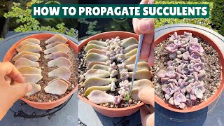 How I Propagate My Succulents|  Succulent Garden| 多肉植物 | 다육이들 | Suculentas