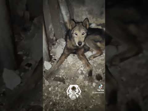 зсу славаукраїні україна кракен пес 72 вовк патрон