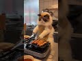 A Ragdoll Cat is Cooking Smoky Grilled Eggplant