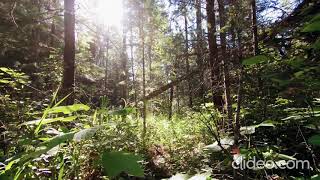 MÚSICA PRA VOCÊ CAGAR EM MENOS DE 2 MINUTOS !!!!