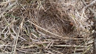 Bird Nesting | New Menace In The Countryside | Huge Problem We Have Now!!!