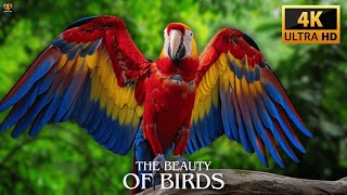 The Beauty of Birds in 4K Video Ultra HD