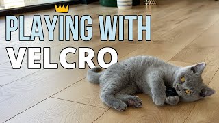 Lord Louis - Playing with Velcro by Lord Louis XIII 1,592 views 3 years ago 1 minute, 43 seconds