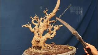 Part 2: update Natural Bonsai Tugas: Creating Major Line ( WITH SUB TITLE)
