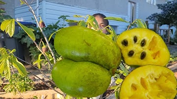 Trồng Cây Mãng Cầu Tây & Táo Tàu - Thu Hoạch Cải Thìa Trắng - Growing PawPaw & Jujube