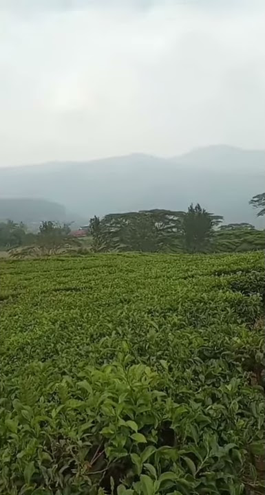 Suasana pagi hari kebun teh danau kembar || alahan panjang solok
