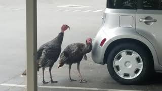 Wild Turkeys In Fremont: Part 2!