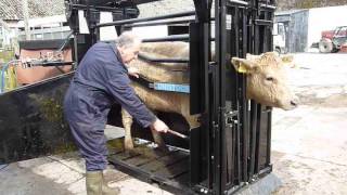 Cattle Squeeze Crush by Premier Livestock Handling