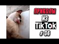 ПРИКОЛЫ ИЗ ТИК ТОК #36 😎Лучшая подборка приколов 2020 ЧУДИКИ ИЗ ТИК ТОК