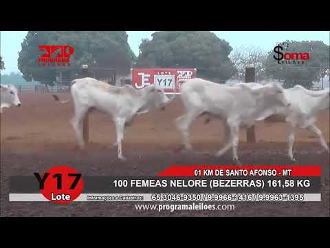 LOTE Y17