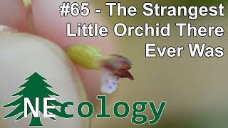 NEcology #65  The Strangest Little Orchid There Ever Was