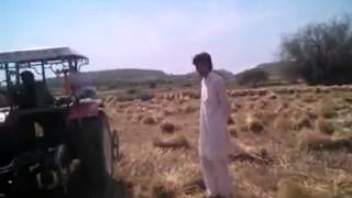 Wheat Cutting in Chinji
