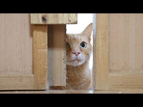 覗くチャトラ 251120 - YouTube
