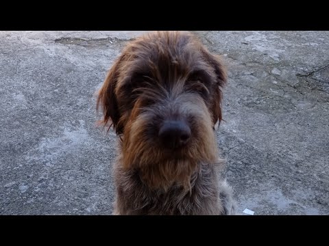 დრათჰაარის ნაბული | Drathaaris nabuli