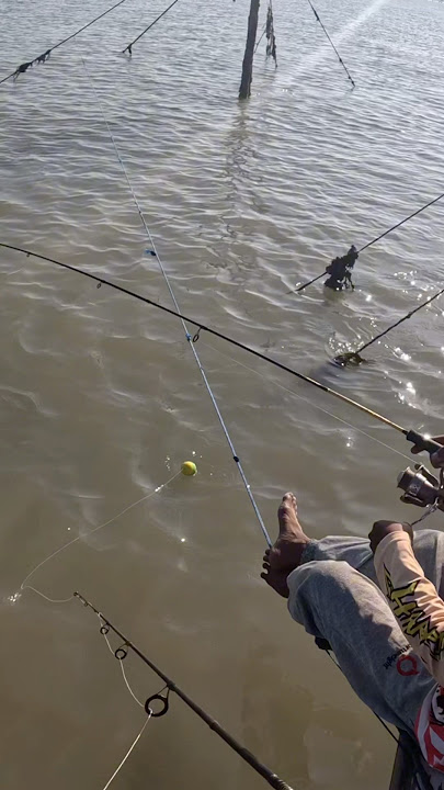 Struck by a white snapper in front of my eyes #fishing #white snapper fishing #wild fishing