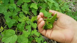 Pokok Ulat Bulu/Mambarambat