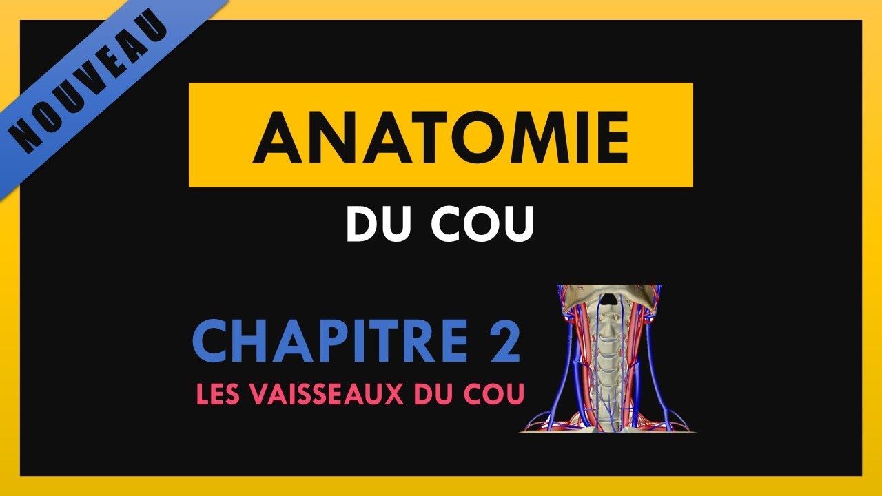 Anatomie Du Cou - Chapitre 2 - Les vaisseaux du cou