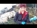 Saturday morning, Tagging, dagging and Jabbing sheep