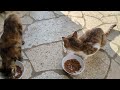 おたまこ40320😘小玉💞チャコ💞仲良く🍚💖
