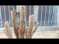 M97 gl cây hồng quân 600k LH 0707713796 Khương bonsai 