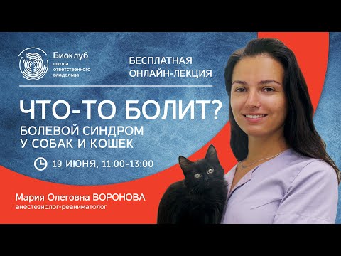 Видео: Как остановить кошку от опрыскивания внутри вашего дома