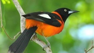 Campo Troupial singing ( Icterus jamacaii ) screenshot 4