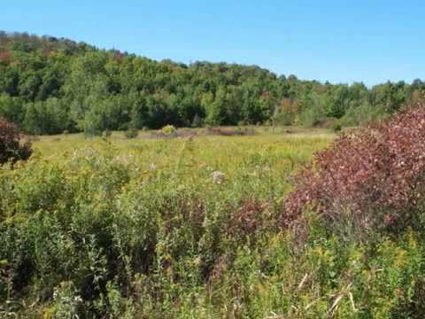 Meadow Views