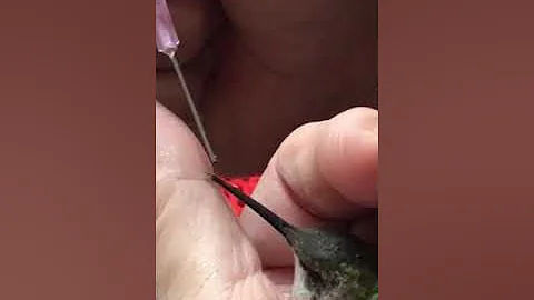 Reviving a hummingbird
